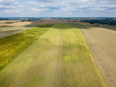 Hava aracı görüntüsü. Güneşli bir günde Ukrayna 'nın olgun ayçiçeği tarlası.