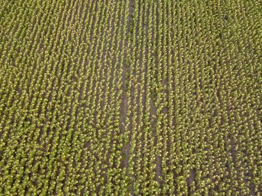 Hava aracı görüntüsü. Güneşli bir günde Ukrayna 'nın olgun ayçiçeği tarlası.