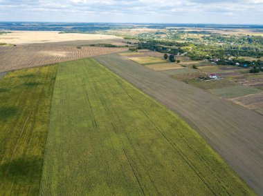 Hava aracı görüntüsü. Güneşli bir günde Ukrayna 'nın olgun ayçiçeği tarlası.