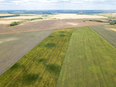 Hava aracı görüntüsü. Güneşli bir günde Ukrayna 'nın olgun ayçiçeği tarlası.