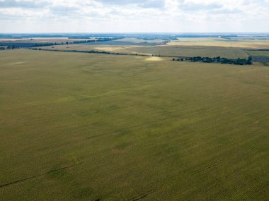 Hava aracı görüntüsü. Güneşli bir günde Ukrayna olgun mısır tarlası.