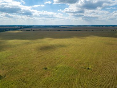Hava aracı görüntüsü. Güneşli bir günde Ukrayna olgun mısır tarlası.