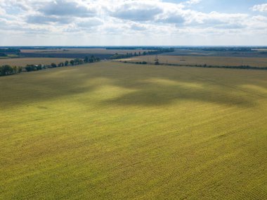 Hava aracı görüntüsü. Güneşli bir günde Ukrayna olgun mısır tarlası.