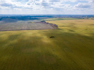 Hava aracı görüntüsü. Güneşli bir günde Ukrayna olgun mısır tarlası.