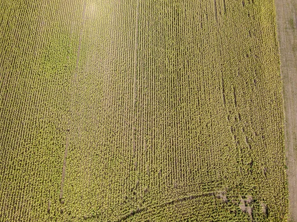 Vista Aérea Drones Campo Ucraniano Girassóis Maduros Dia Ensolarado — Fotografia de Stock