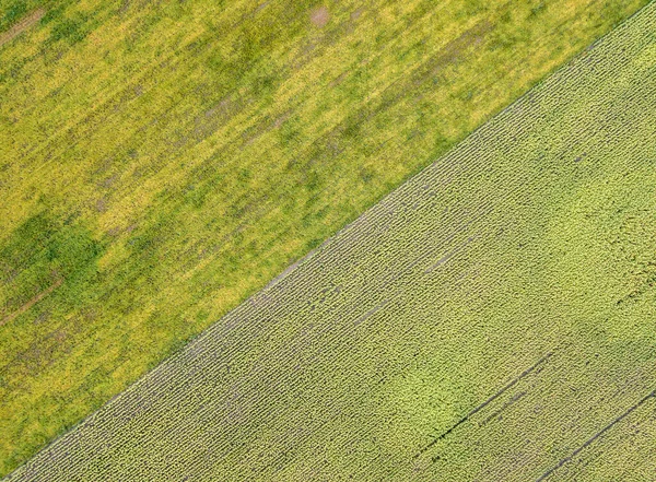 空中ドローンビュー 晴れた日に熟したひまわりのウクライナのフィールド — ストック写真