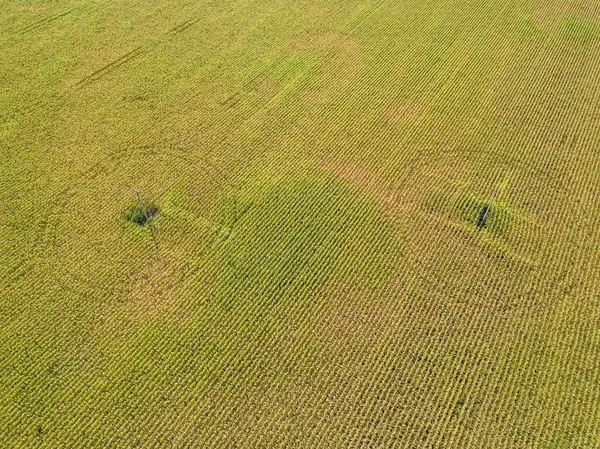 Drohnen Aus Der Luft Reifes Maisfeld Der Ukraine Einem Sonnigen — Stockfoto