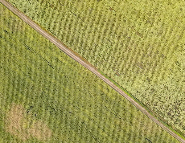 Vista Aérea Drones Estrada Através Campo Agrícola — Fotografia de Stock