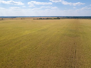 Hava aracı görüntüsü. Güneşli bir günde Ukrayna olgun mısır tarlası.