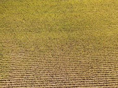 Hava aracı görüntüsü. Güneşli bir günde Ukrayna olgun mısır tarlası.