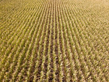 Hava aracı görüntüsü. Güneşli bir günde Ukrayna olgun mısır tarlası.