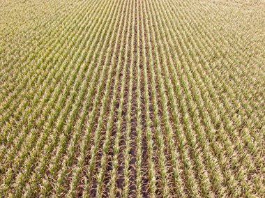 Hava aracı görüntüsü. Güneşli bir günde Ukrayna olgun mısır tarlası.