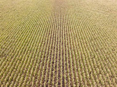 Hava aracı görüntüsü. Güneşli bir günde Ukrayna olgun mısır tarlası.