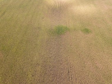 Hava aracı görüntüsü. Güneşli bir günde Ukrayna olgun mısır tarlası.