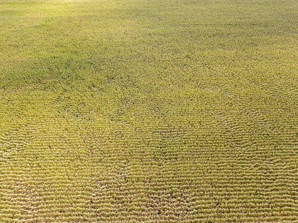 Aerial Drone View Ukrainian Ripe Cornfield Sunny Day — Stock Photo, Image