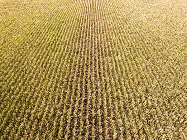 空中ドローンビュー 晴れた日にウクライナの熟したトウモロコシ畑 — ストック写真