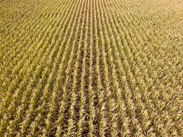 Hava aracı görüntüsü. Güneşli bir günde Ukrayna olgun mısır tarlası.