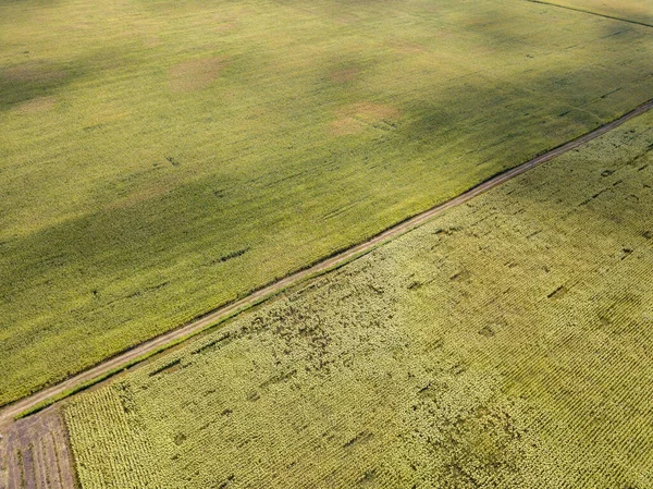 空中ドローンビュー 農地への道 — ストック写真