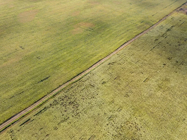 空中ドローンビュー 農地への道 — ストック写真