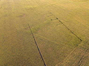 Hava aracı görüntüsü. Güneşli bir günde Ukrayna olgun mısır tarlası.