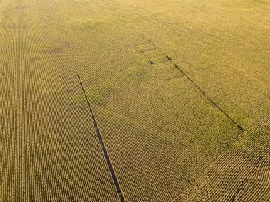 Hava aracı görüntüsü. Güneşli bir günde Ukrayna olgun mısır tarlası.