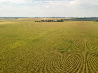 Hava aracı görüntüsü. Güneşli bir günde Ukrayna olgun mısır tarlası.