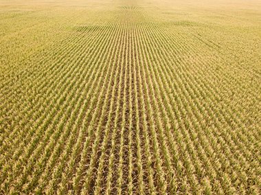 Hava aracı görüntüsü. Güneşli bir günde Ukrayna olgun mısır tarlası.