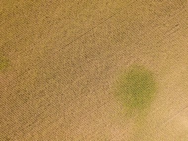 Hava aracı görüntüsü. Güneşli bir günde Ukrayna olgun mısır tarlası.