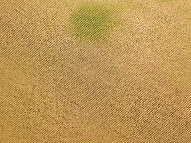 Hava aracı görüntüsü. Güneşli bir günde Ukrayna olgun mısır tarlası.