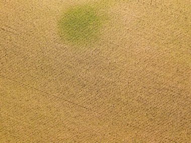 Hava aracı görüntüsü. Güneşli bir günde Ukrayna olgun mısır tarlası.