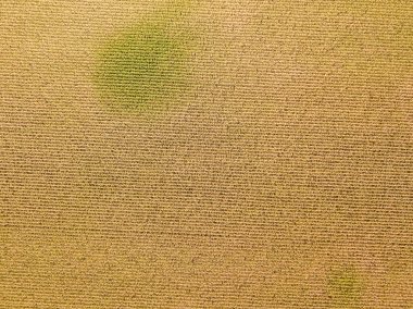 Hava aracı görüntüsü. Güneşli bir günde Ukrayna olgun mısır tarlası.