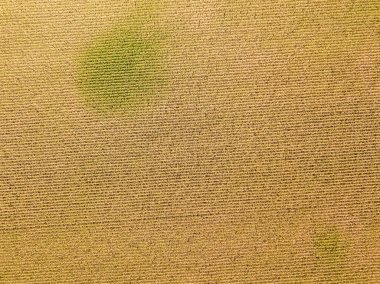 Hava aracı görüntüsü. Güneşli bir günde Ukrayna olgun mısır tarlası.