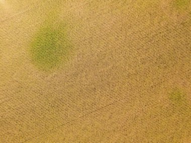 Hava aracı görüntüsü. Güneşli bir günde Ukrayna olgun mısır tarlası.
