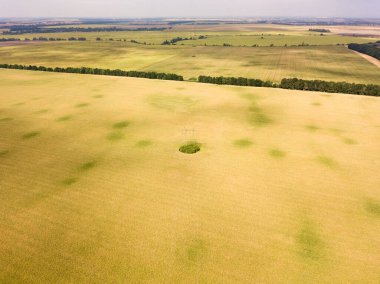 Hava aracı görüntüsü. Güneşli bir günde Ukrayna olgun mısır tarlası.