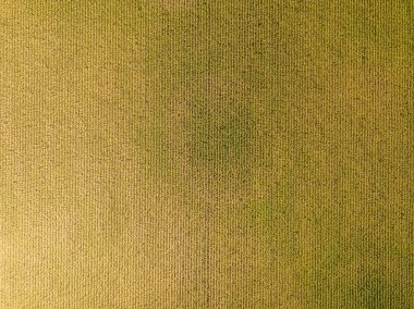Hava aracı görüntüsü. Güneşli bir günde Ukrayna olgun mısır tarlası.
