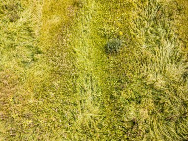 Hava aracı üst görüntüsü. Yeşil çayırdaki uzun otlar.