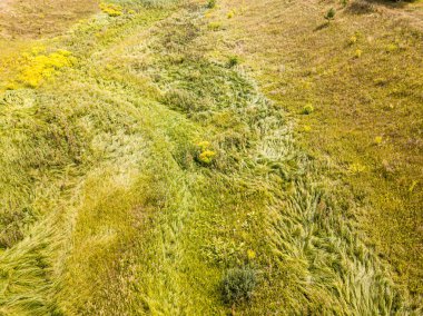 Hava aracı üst görüntüsü. Yeşil çayırdaki uzun otlar.