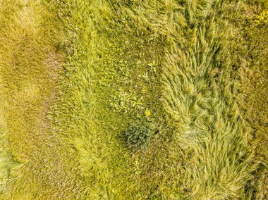Hava aracı üst görüntüsü. Yeşil çayırdaki uzun otlar.