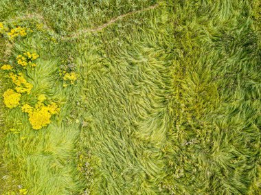 Hava aracı üst görüntüsü. Yeşil çayırdaki uzun otlar.