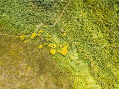 Hava aracı üst görüntüsü. Yeşil çayırdaki uzun otlar.