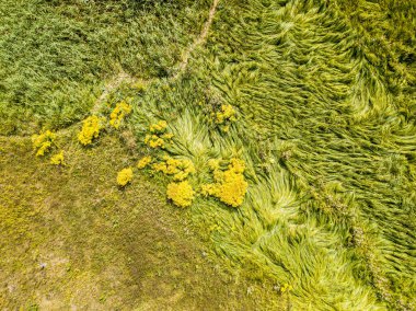 Hava aracı üst görüntüsü. Yeşil çayırdaki uzun otlar.
