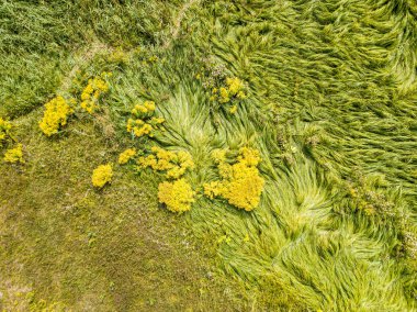 Hava aracı üst görüntüsü. Yeşil çayırdaki uzun otlar.