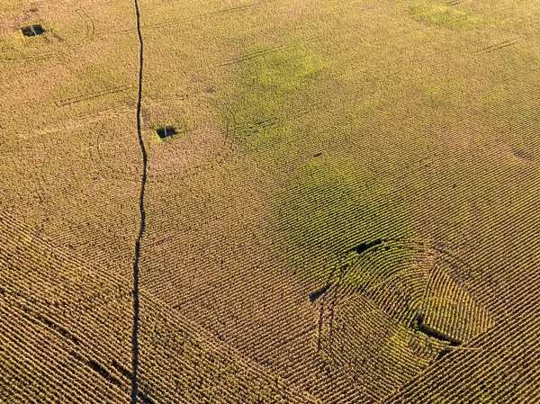Vue Aérienne Sur Drone Champ Maïs Mûr Ukrainien Par Une — Photo