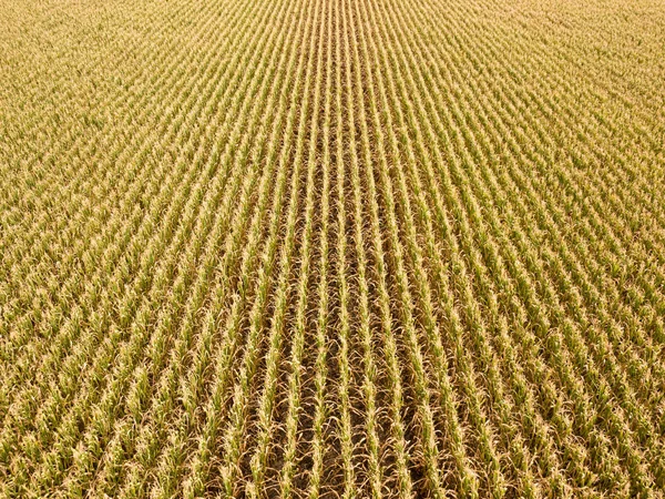 Vista Aérea Drones Ucraniano Campo Milho Maduro Dia Ensolarado — Fotografia de Stock