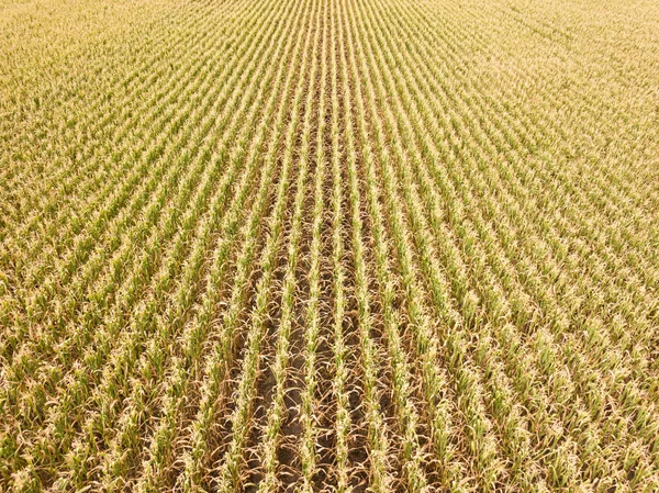 空中ドローンビュー 晴れた日にウクライナの熟したトウモロコシ畑 — ストック写真