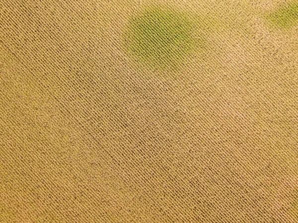 空中无人驾驶飞机视图 阳光灿烂的日子里乌克兰成熟的玉米地 — 图库照片