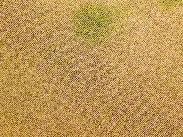 Vista Aérea Del Dron Campo Maíz Maduro Ucraniano Día Soleado —  Fotos de Stock