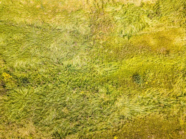 Vue Aérienne Dessus Drone Grande Herbe Dans Une Prairie Verte — Photo