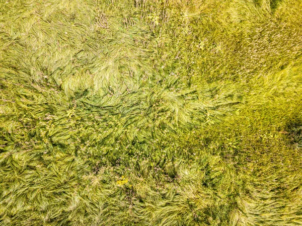Draufsicht Aus Der Luft Hohes Gras Auf Einer Grünen Wiese — Stockfoto
