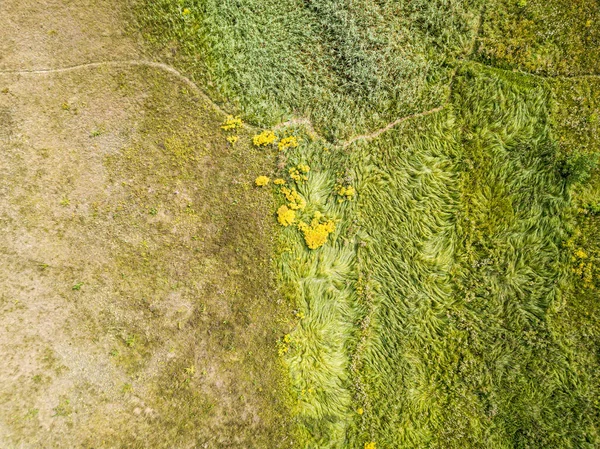 Hava aracı üst görüntüsü. Yeşil çayırdaki uzun otlar.